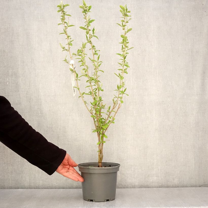 Elaeagnus umbellata - Eleagno ombrelliforme Vaso da 3L/4L esemplare consegnato in primavera