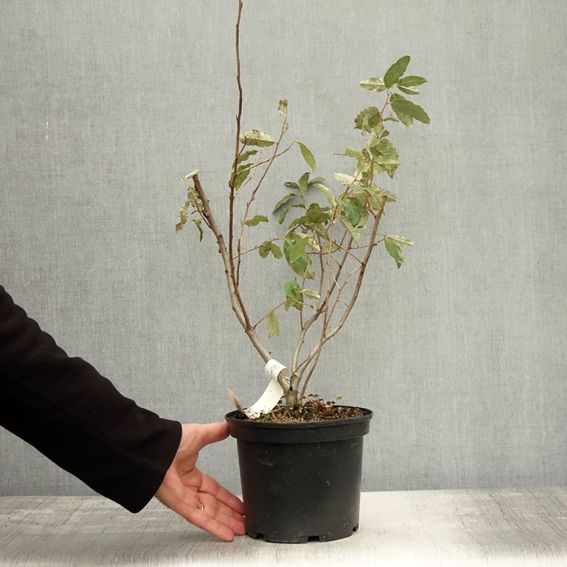 Spécimen de Elaeagnus umbellata Pointilla® Sweet'N'Sour'® - Chalef d'automne à baies de goumi rouge Pot de 2L/3L tel que livré en automne