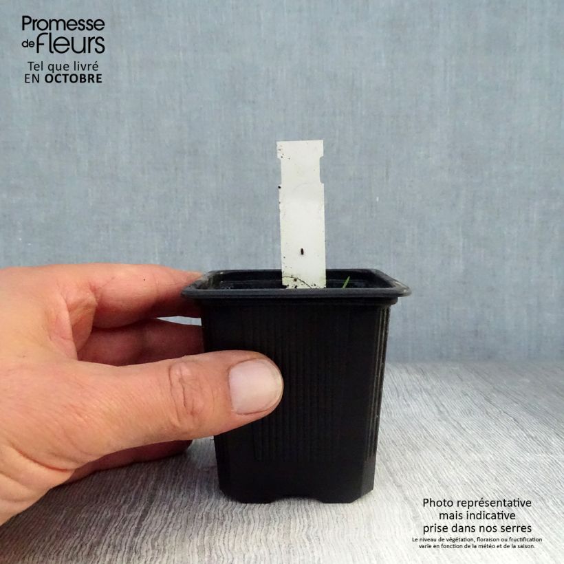 Spécimen de Ellisiophyllum pinnatum Godet de 8/9 cm tel que livré en automne