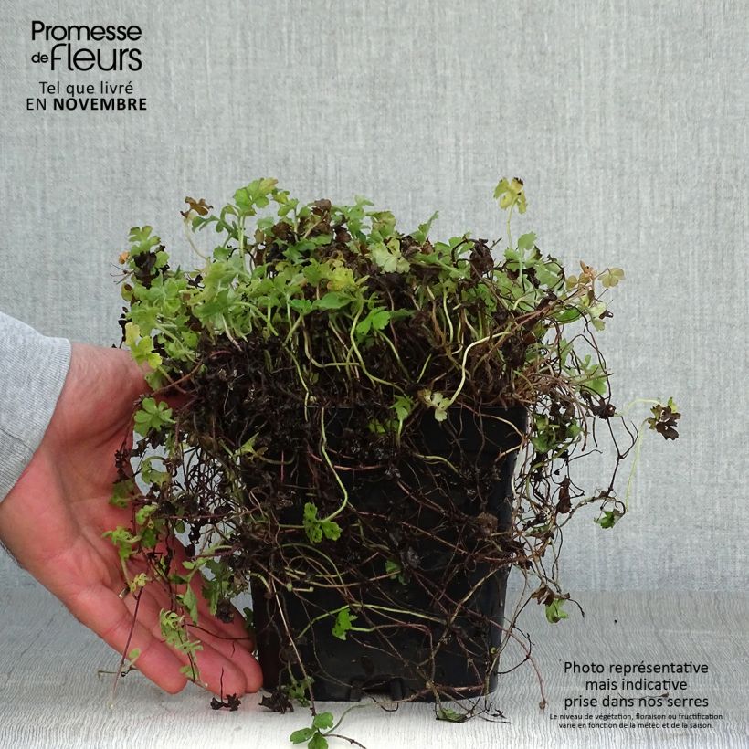 Spécimen de Ellisiophyllum pinnatum Pot de 2L/3L tel que livré en automne