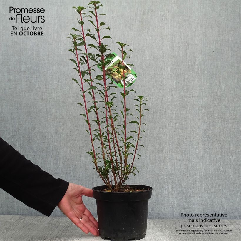 Spécimen de Enkianthus campanulatus - Andromède campanulée Pot de 2L/3L tel que livré en automne