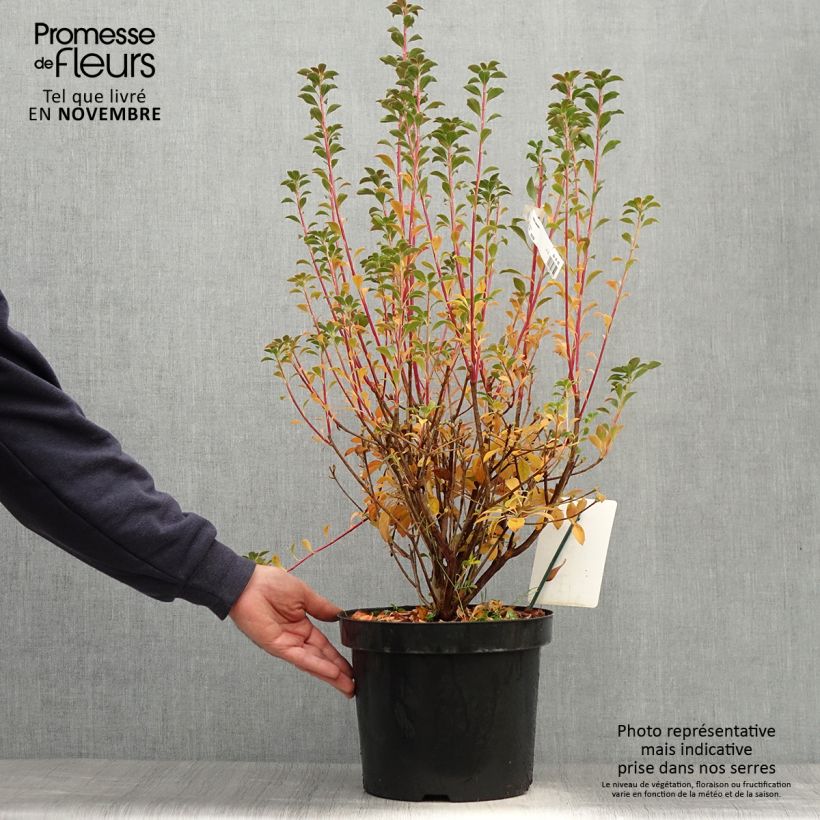 Spécimen de Enkianthus campanulatus - Andromède campanulée Pot de 7,5L/10L tel que livré en automne