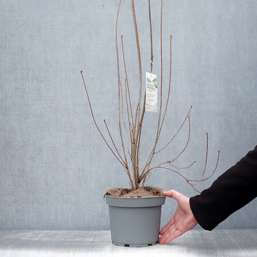 Spécimen de Enkianthus campanulatus Prettycoat - Andromède campanulée  Pot de 2L/3L tel que livré en hiver