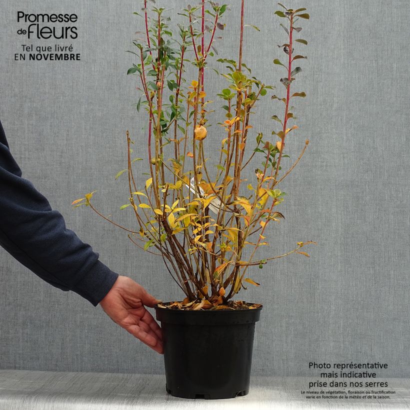 Spécimen de Enkianthus campanulatus Red Bells - Andromède campanulée Pot de 2L/3L tel que livré en automne