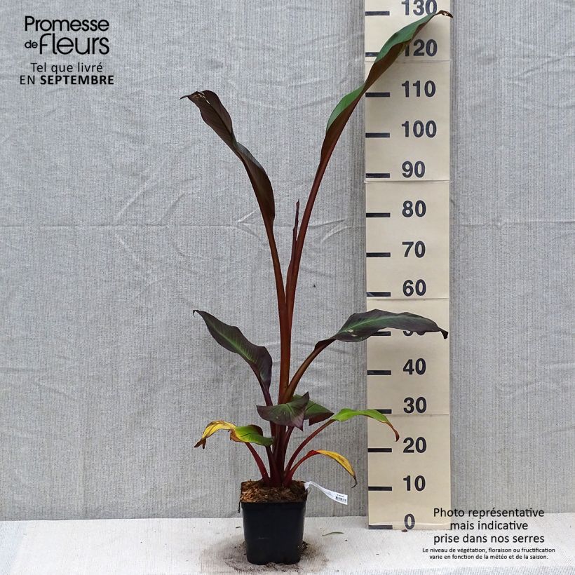 Spécimen de Ensete ventricosum Maurelii - Bananier rouge d'Abyssinie Pot de 2L/3L tel que livré en automne