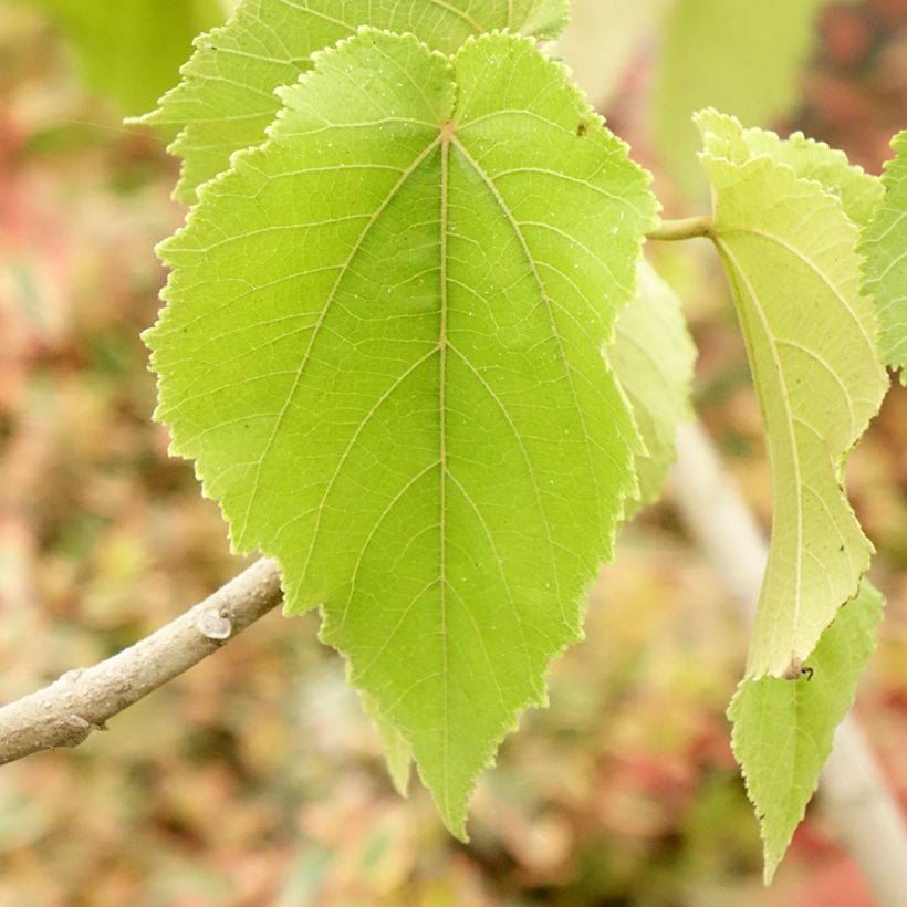 Entelea arborescens - Entélée arbustive (Feuillage)