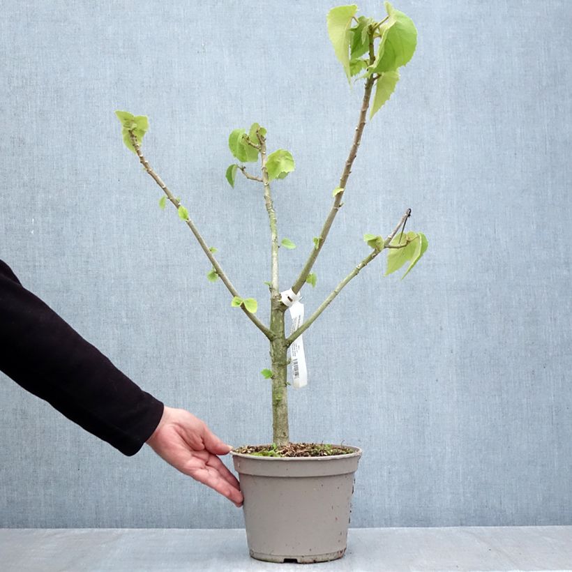 Spécimen de Entelea arborescens - Entélée arbustive Pot de 4L/5L tel que livré en automne