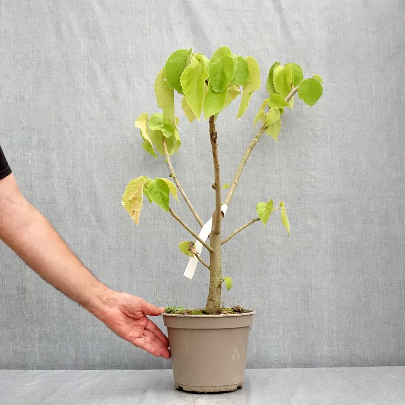 Spécimen de Entelea arborescens - Entélée arbustive Pot de 4L/5L tel que livré en été