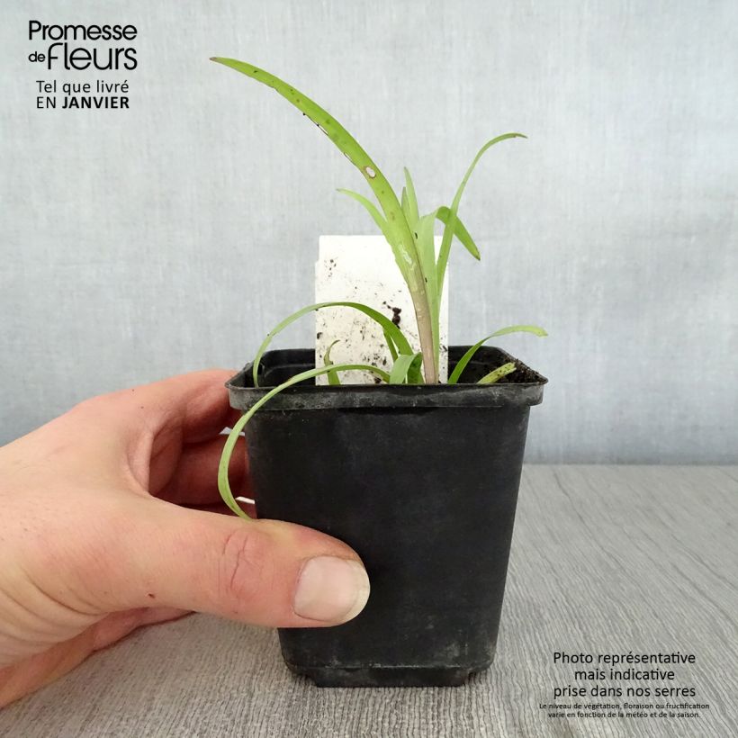 Spécimen de Éphémère de Virginie -Tradescantia andersoniana Angelic Charm Godet de 8/9 cm tel que livré en hiver