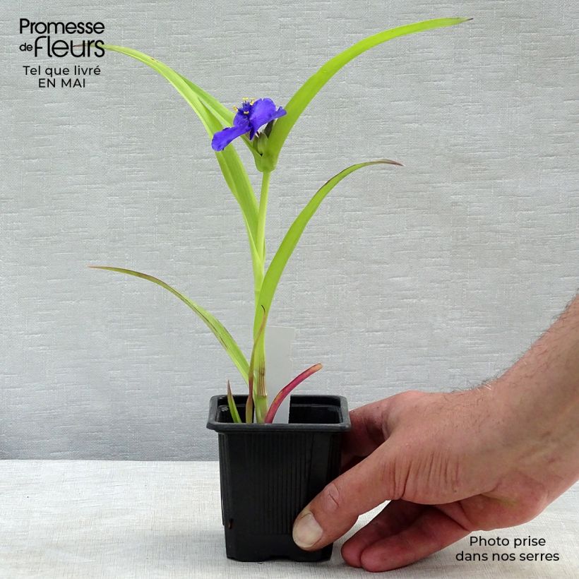 Spécimen de Éphémère de Virginie - Tradescantia andersoniana Sweet Kate Godet de 8/9 cm tel que livré au printemps
