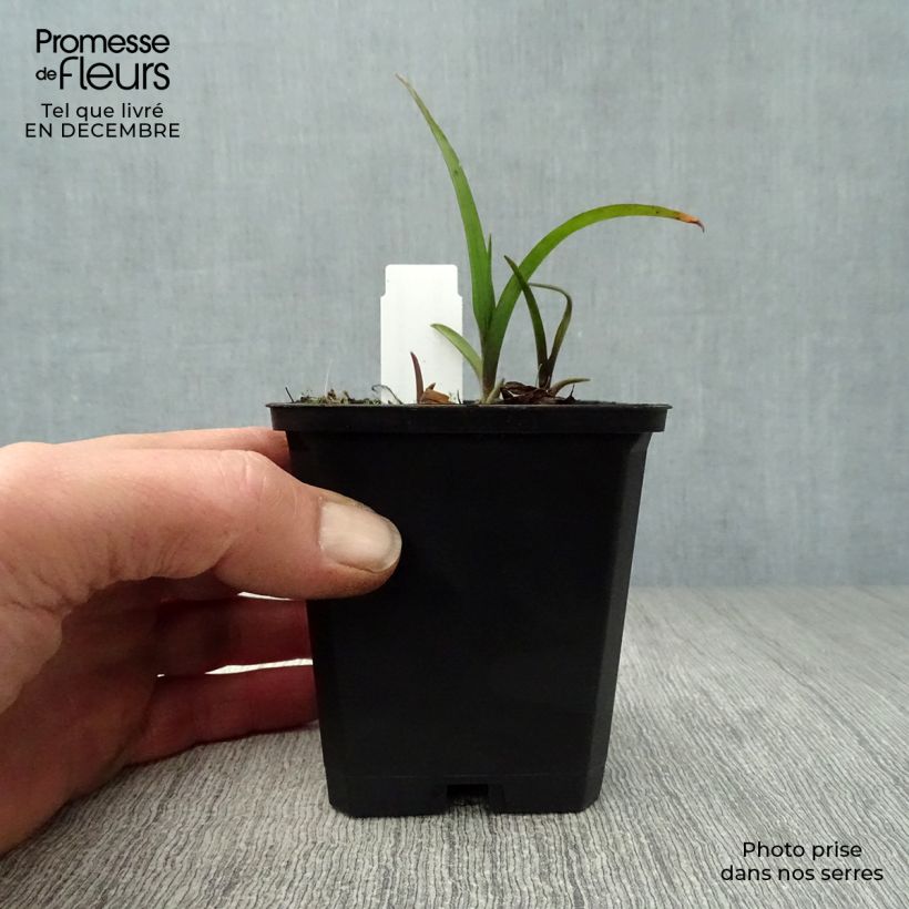 Spécimen de Éphémère de Virginie - Tradescantia andersoniana Sweet Kate Godet de 8/9 cm tel que livré en hiver