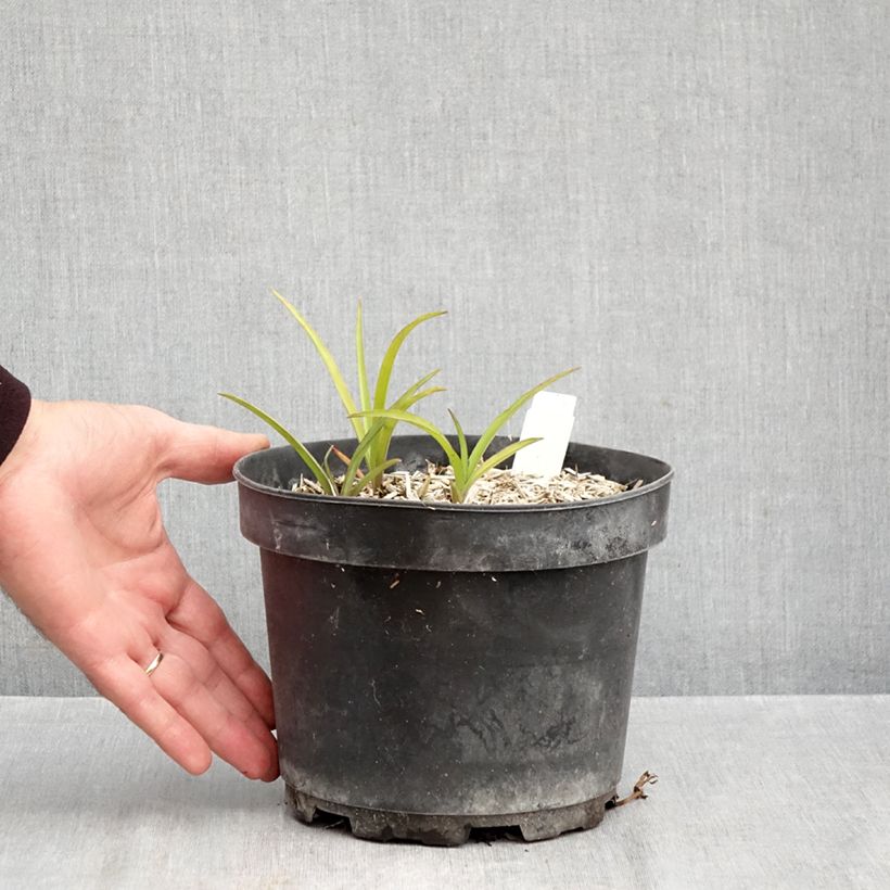 Spécimen de Ephémère de Virginie, Tradescantia andersoniana Blue and Gold Pot de 2L/3L tel que livré en automne