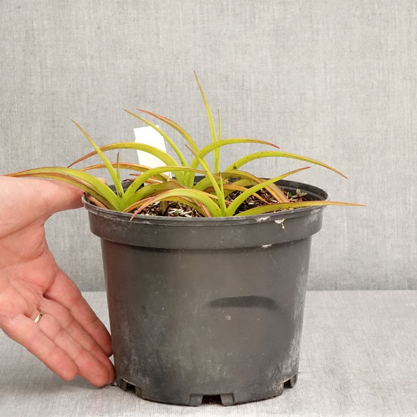 Spécimen de Ephémère de Virginie, Tradescantia andersoniana Blue and Gold Pot de 2L/3L tel que livré au printemps