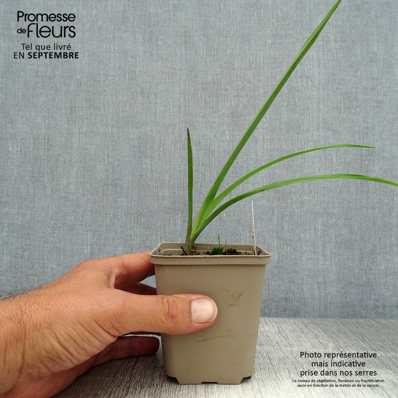 Spécimen de Ephémère de Virginie - Tradescantia andersoniana JC Weguelin Godet de 8/9 cm tel que livré en été