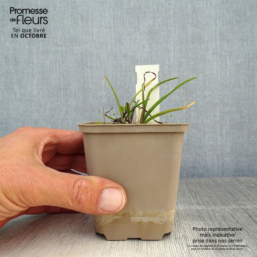 Spécimen de Ephémère de Virginie - Tradescantia andersoniana Little Doll Godet de 8/9 cm tel que livré en automne