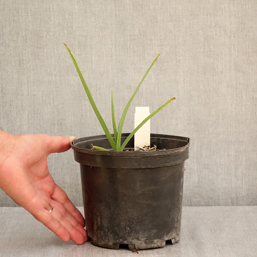 Spécimen de Ephémère de Virginie - Tradescantia andersoniana Ocean Blue Pot de 2L/3L tel que livré en été