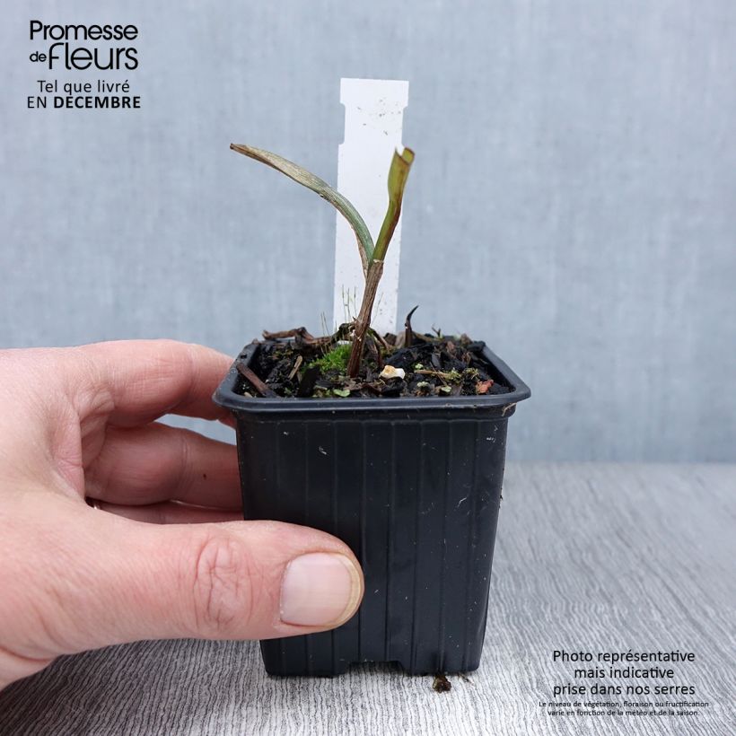 Spécimen de Ephémère de Virginie - Tradescantia andersoniana Osprey Godet de 8/9 cm tel que livré en automne