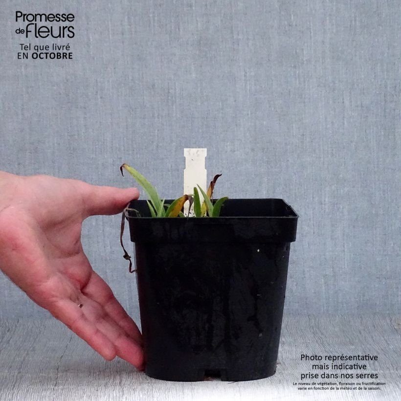 Spécimen de Ephémère de Virginie - Tradescantia andersoniana Osprey Pot de 2L/3L tel que livré en automne