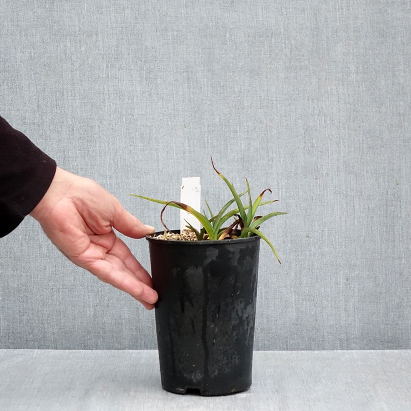 Spécimen de Ephémère de Virginie - Tradescantia andersoniana Pink Chablis Pot de 2L/3L tel que livré en automne