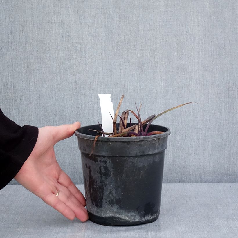 Spécimen de Ephémère de Virginie - Tradescantia andersoniana Red Grape Pot de 2L/3L tel que livré en hiver