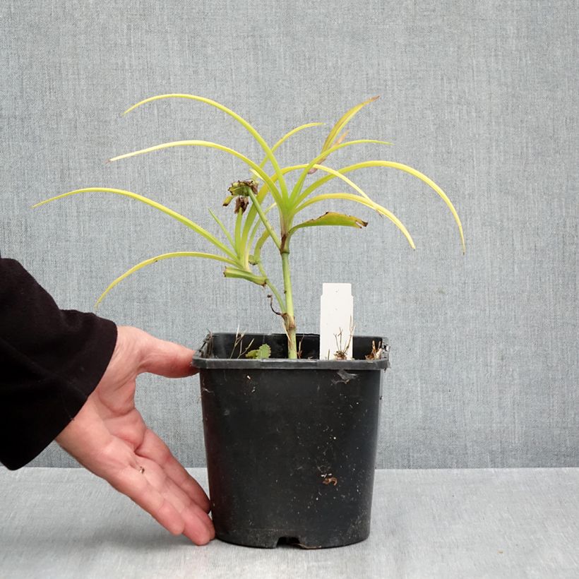 Spécimen de Éphémère de Virginie - Tradescantia andersoniana Sweet Kate Pot de 2L/3L tel que livré en automne