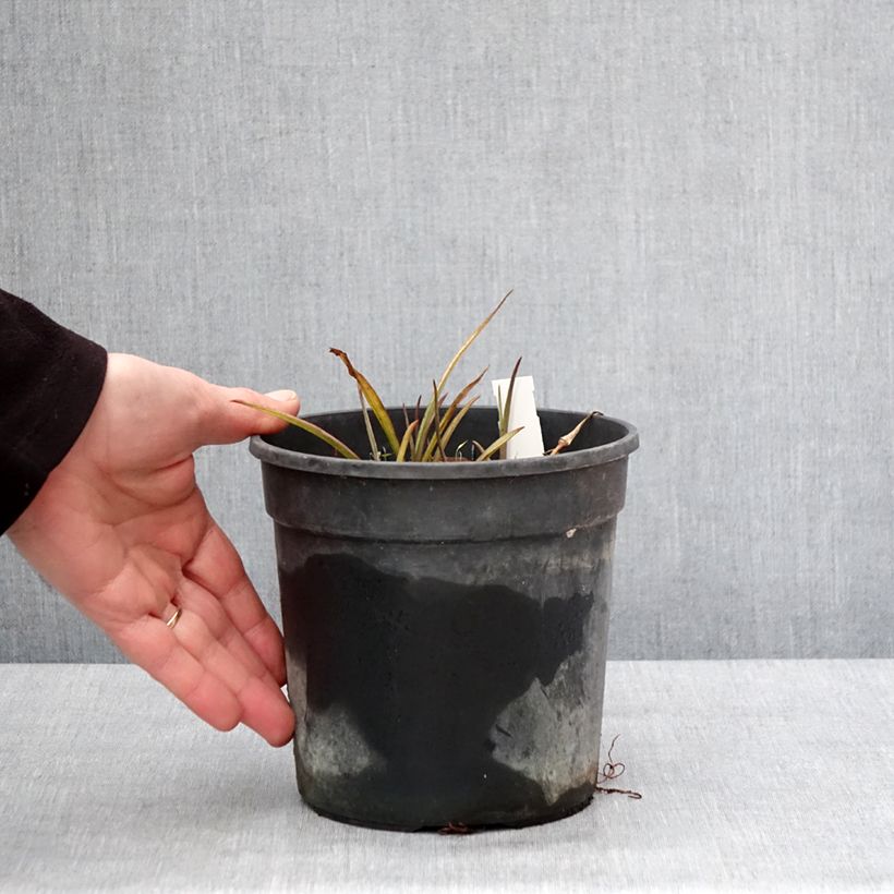 Spécimen de Éphémère de Virginie - Tradescantia andersoniana Sweet Kate Pot de 2L/3L tel que livré en hiver