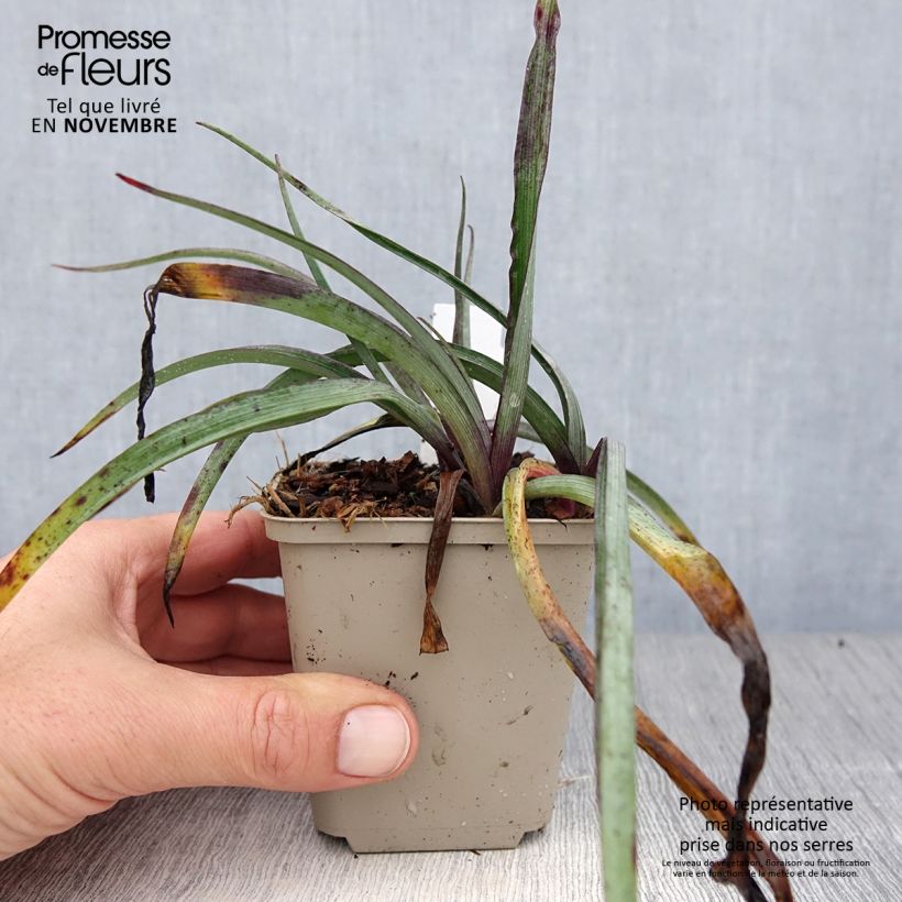 Spécimen de Ephémère de Virginie - Tradescantia andersonina Concord Grape Godet de 8/9 cm tel que livré en automne