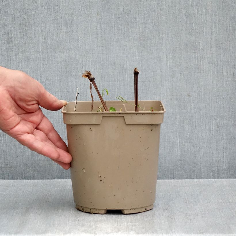 Spécimen de Ephémère de Virginie - Tradescantia andersonina Concord Grape Pot de 2L/3L tel que livré en automne