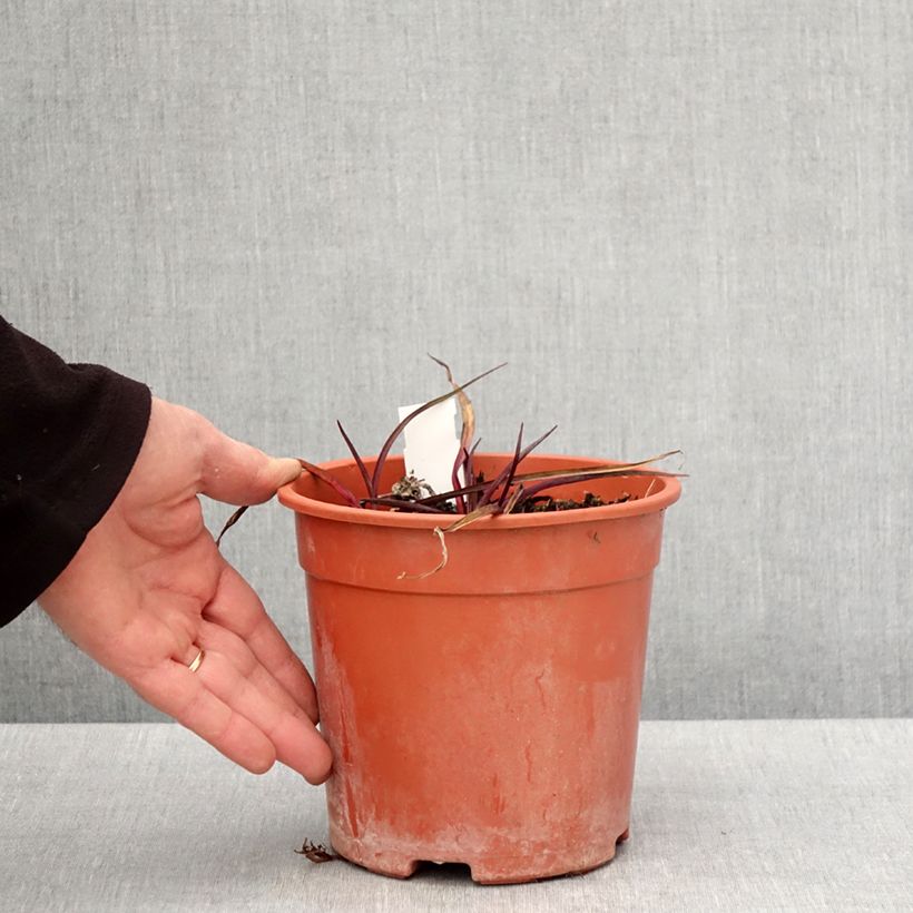 Spécimen de Ephémère de Virginie - Tradescantia andersonina Concord Grape Pot de 2L/3L tel que livré au printemps