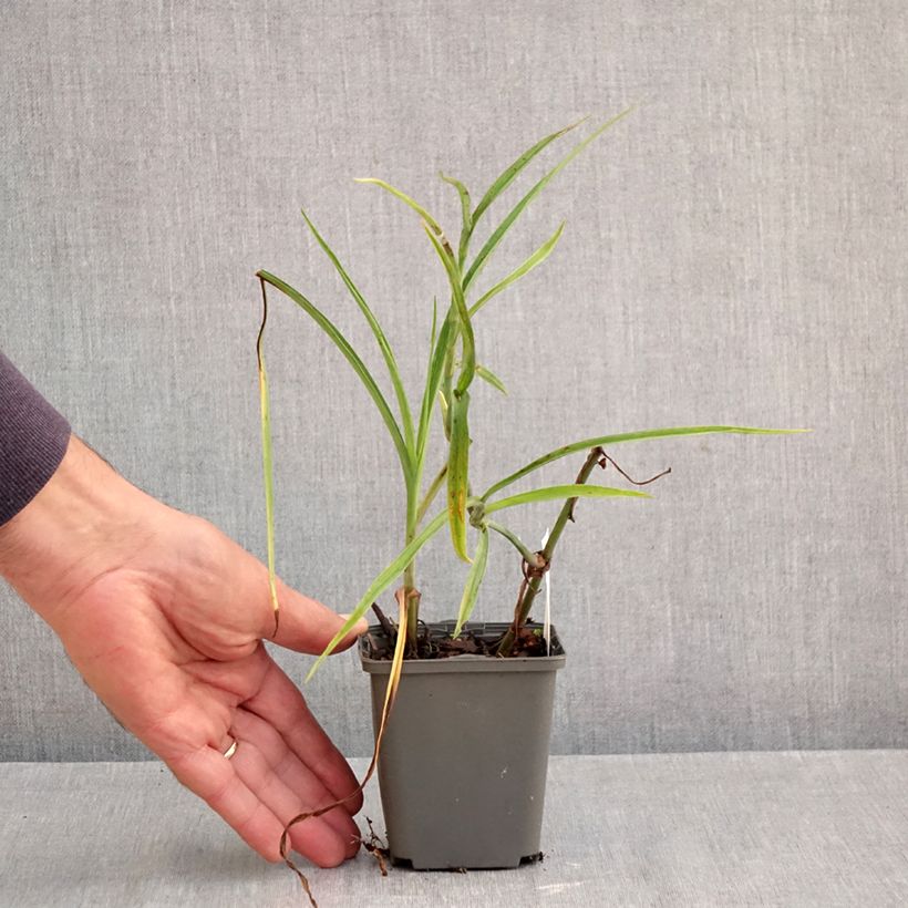 Spécimen de Ephémère de Virginie - Tradescantia Perrine's Pink Godet de 8/9 cm tel que livré en automne