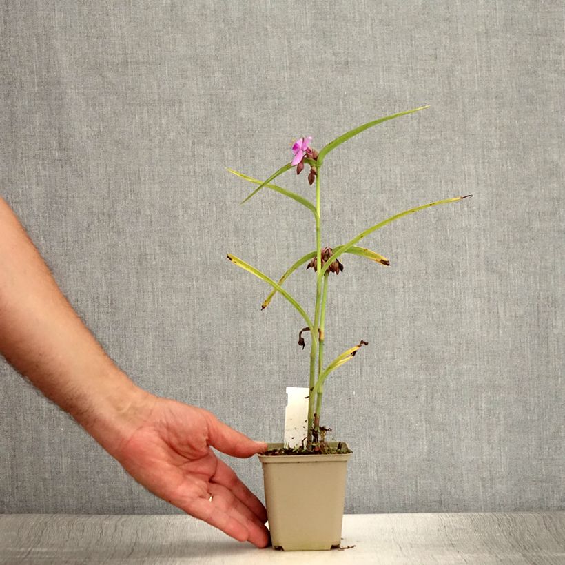 Spécimen de Ephémère de Virginie - Tradescantia Perrine's Pink Godet de 8/9 cm tel que livré en été