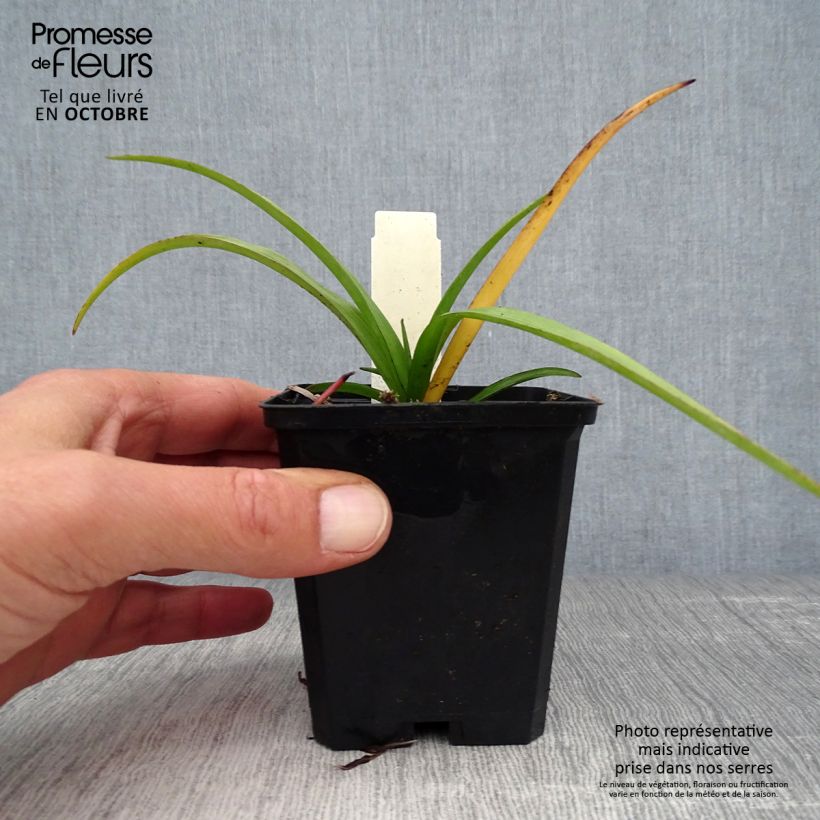 Spécimen de Ephémère de Virginie - Tradescantia virginiana Zwanenburg Blue Godet de 8/9 cm tel que livré en automne