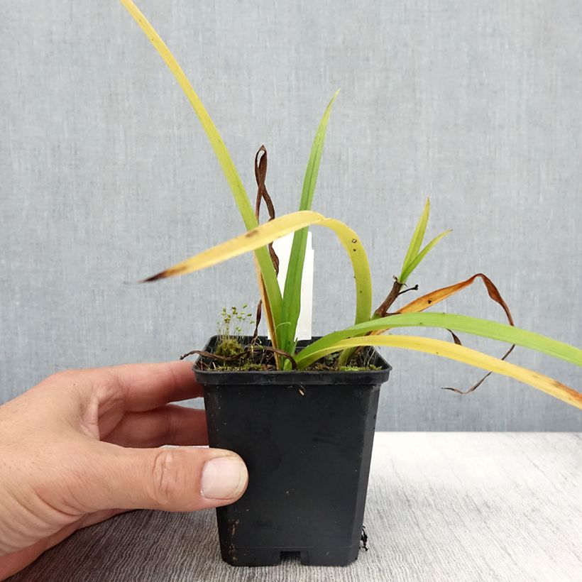 Spécimen de Ephémère de Virginie - Tradescantia x andersoniana Innocence  Godet de 8/9 cm tel que livré en automne