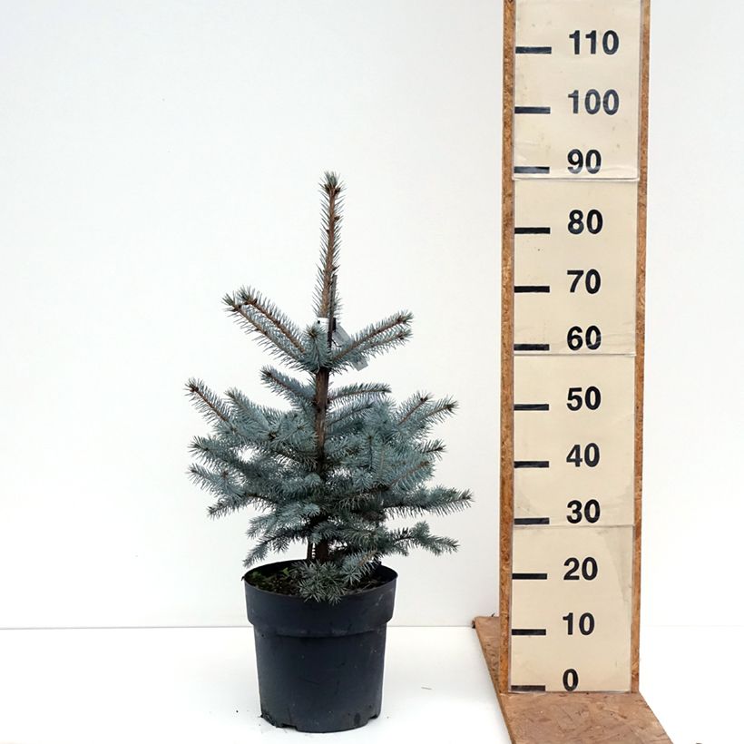 Spécimen de Epicéa bleu - Picea pungens Edith Pièce tel que livré en automne