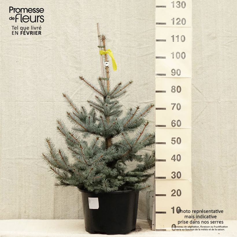 Spécimen de Epicéa bleu - Picea pungens Edith Pièce tel que livré en hiver