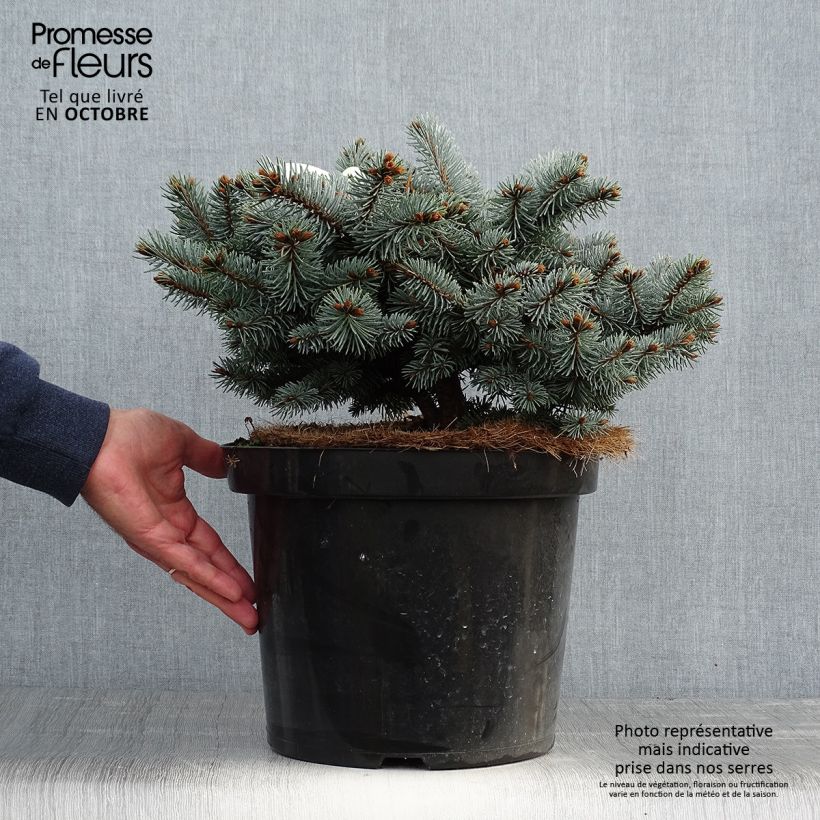 Spécimen de Epicea bleu - Picea pungens Glauca Globosa  Pot de 4L/5L tel que livré en automne