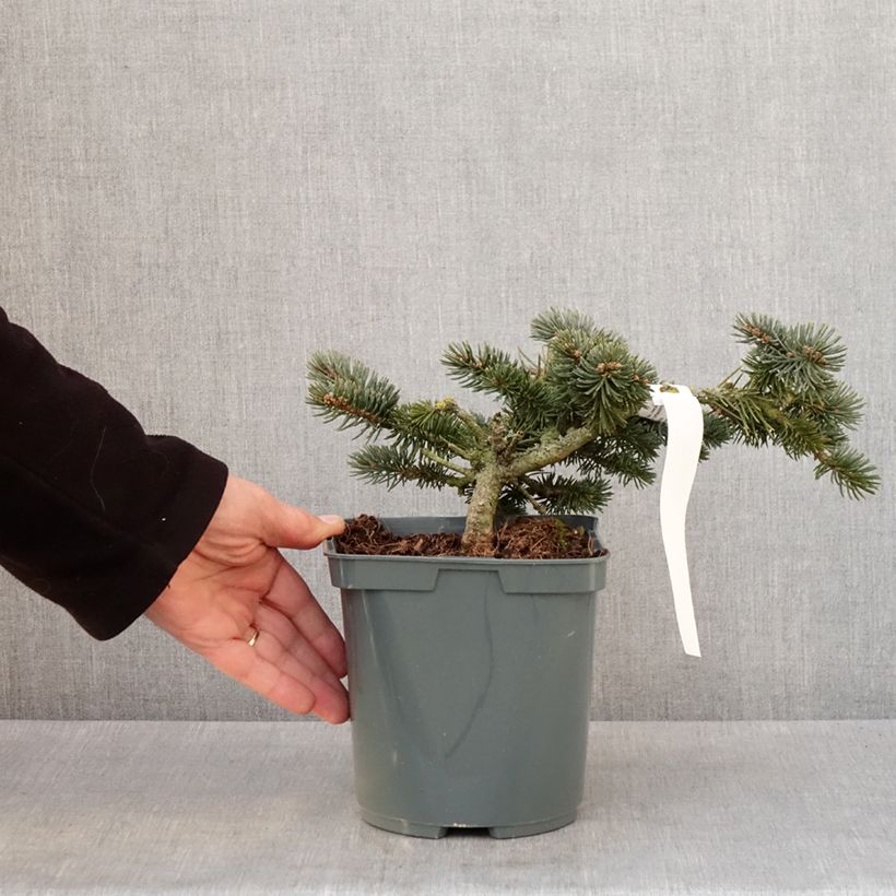 Spécimen de Epicea bleu - Picea pungens Glauca Globosa  Pot de 2L/3L tel que livré en hiver