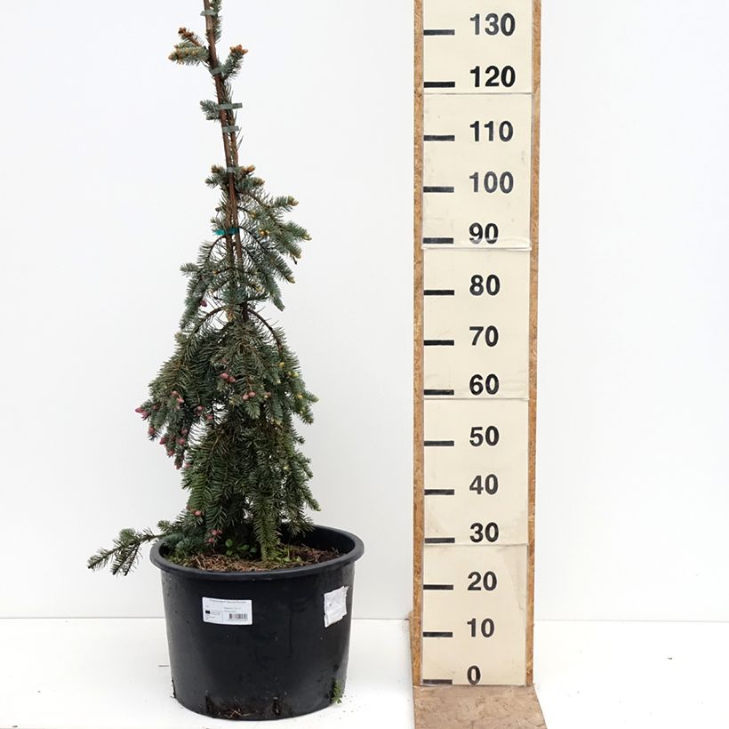 Spécimen de Epicéa bleu - Picea pungens Glauca Pendula Pot de 30L/35L tel que livré au printemps