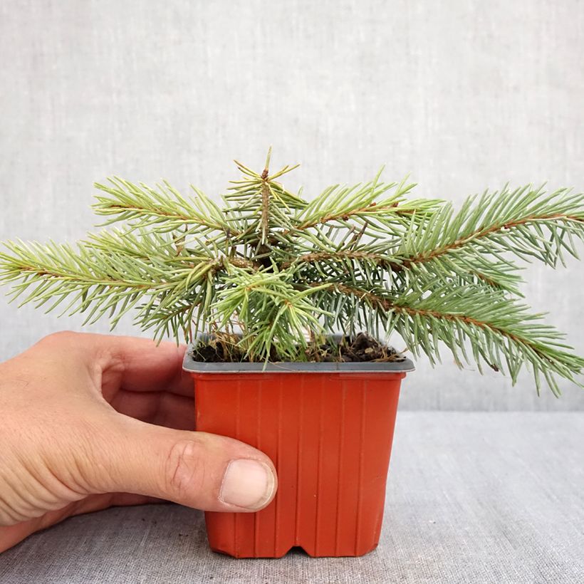 Spécimen de Epicea bleu - Picea pungens Karpaten Godet de 8/9 cm tel que livré en été