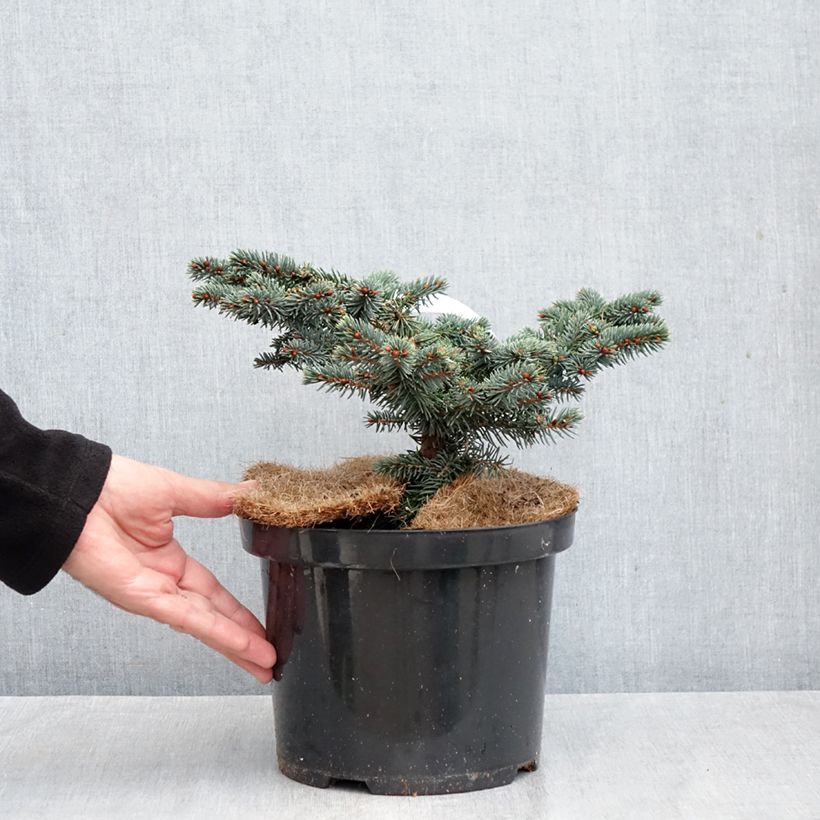 Spécimen de Epicea bleu - Picea pungens Waldbrunn                          Pot de 4L/5L tel que livré en automne