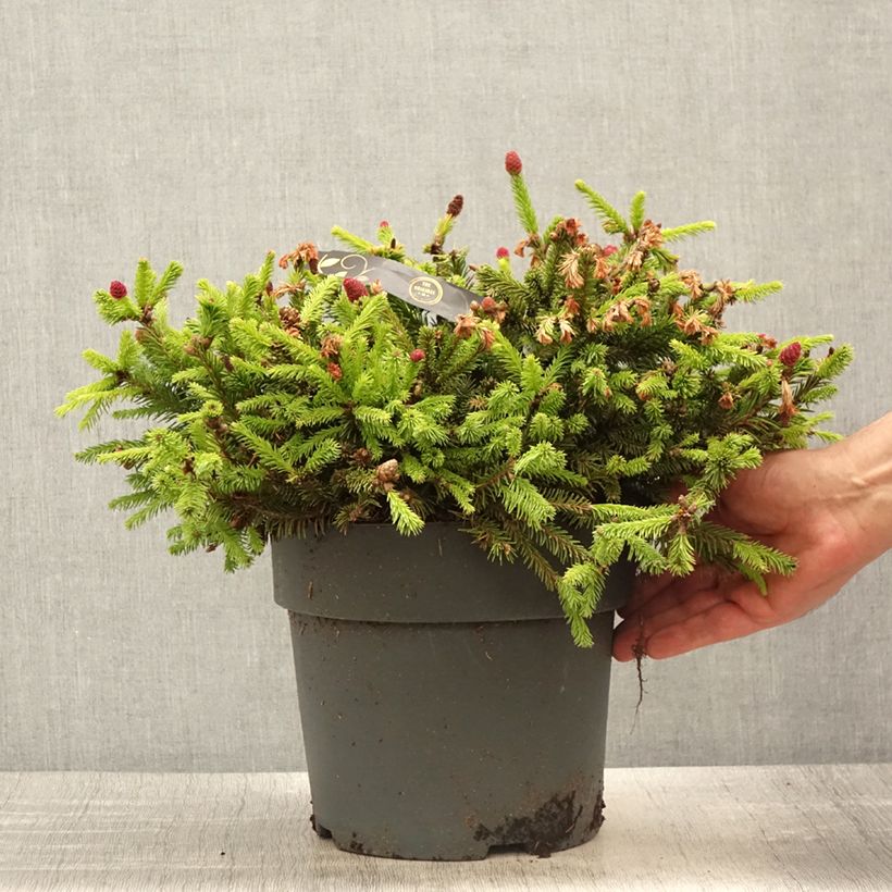 Spécimen de Epicea commun nain - Picea abies Pusch Pièce tel que livré au printemps