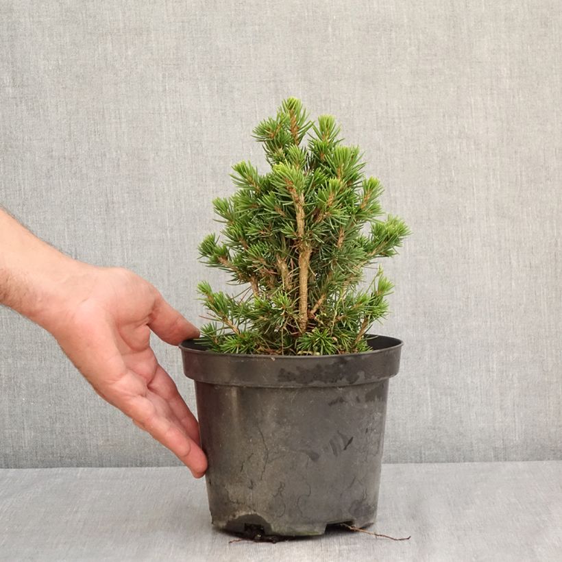 Spécimen de Épicéa commun nain - Picea abies Tompa Pot de 3L/4L tel que livré en été