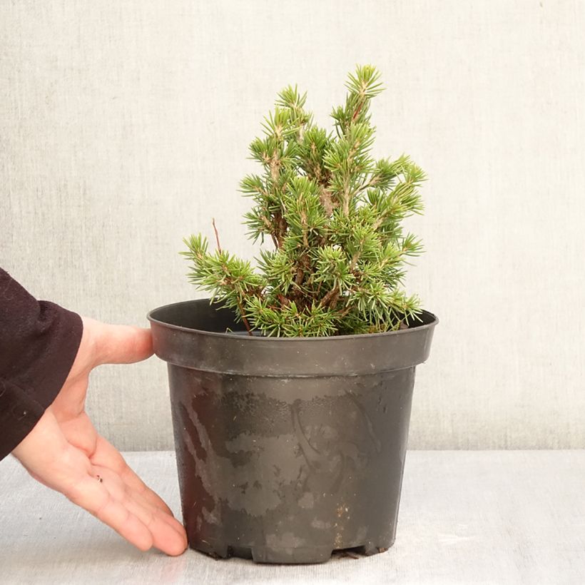 Spécimen de Épicéa commun nain - Picea abies Tompa Pot de 3L/4L tel que livré en hiver