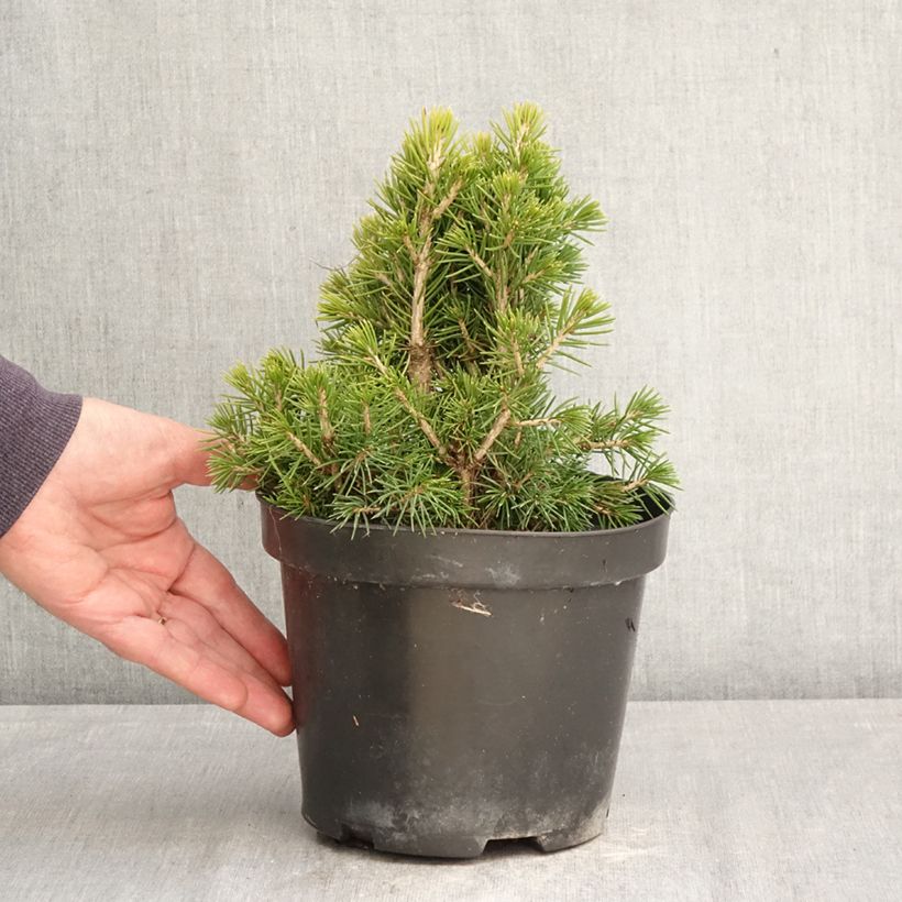 Spécimen de Épicéa commun nain - Picea abies Tompa Pot de 3L/4L tel que livré au printemps