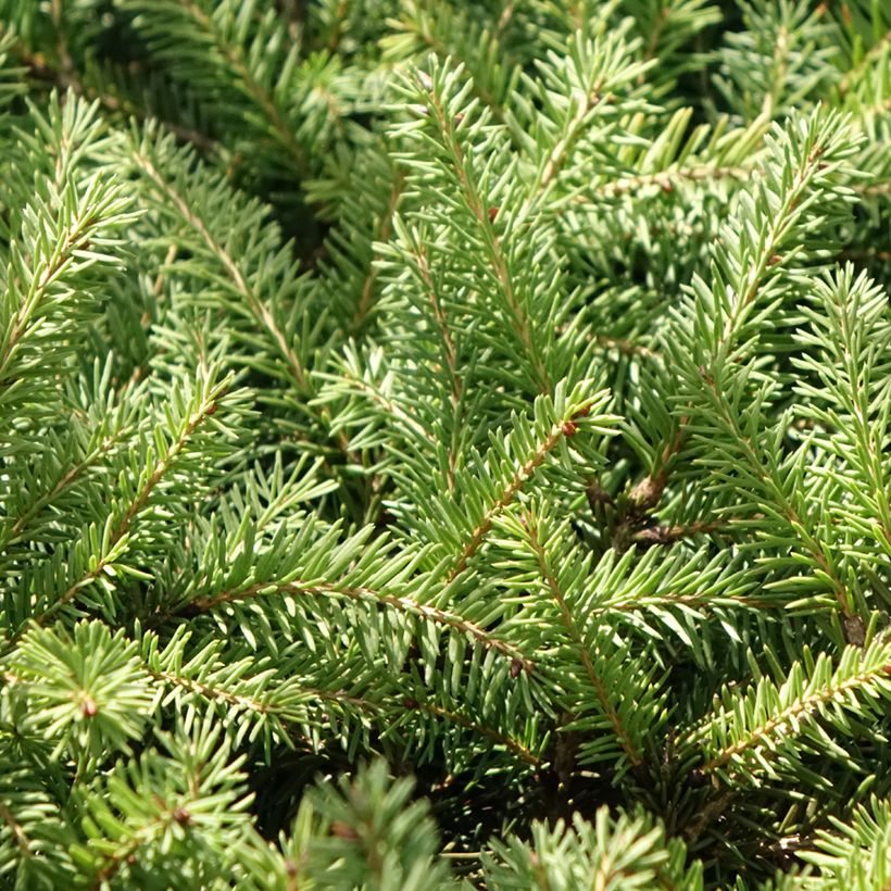 Epicéa commun nain - Picea abies Zagwiżdże (Feuillage)