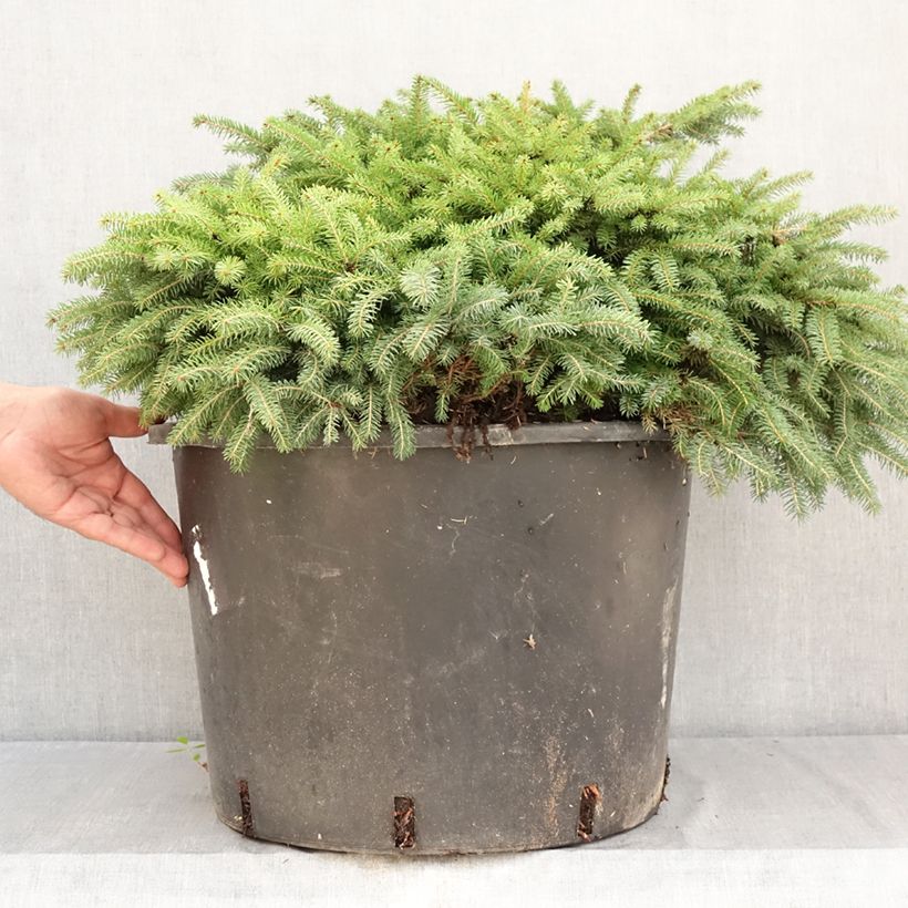 Spécimen de Epicéa commun nain - Picea abies Zagwiżdże Pot de 30L/35L tel que livré en été