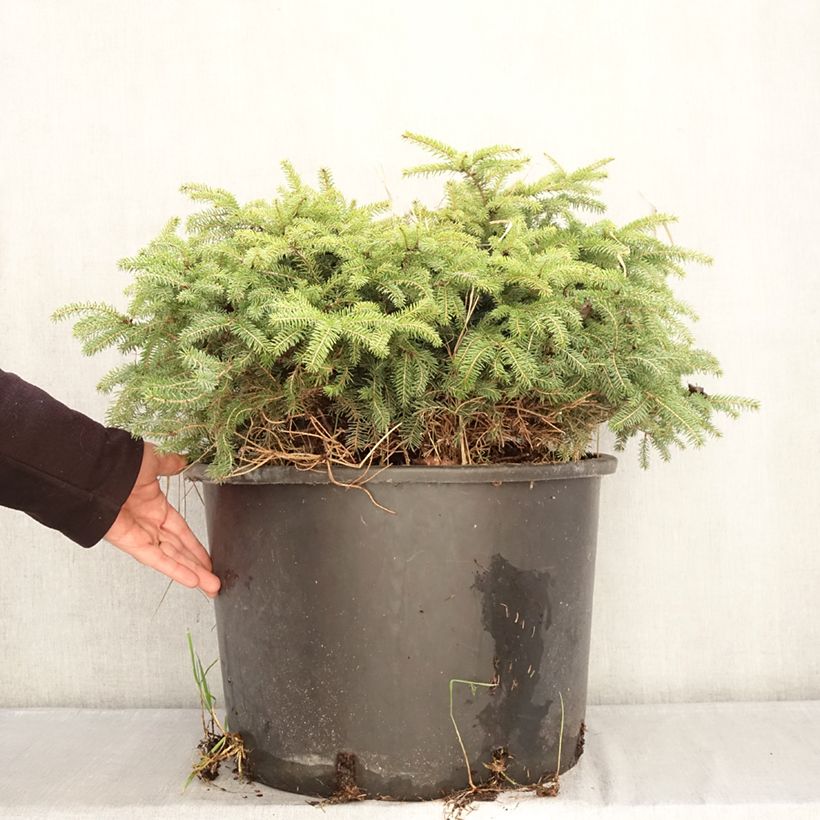 Spécimen de Epicéa commun nain - Picea abies Zagwiżdże Pot de 30L/35L tel que livré en hiver