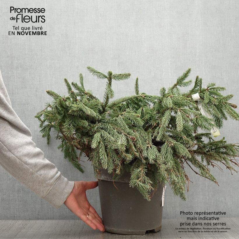 Spécimen de Épicéa commun - Picea abies Acrocona Pot de 3L/4L tel que livré en automne