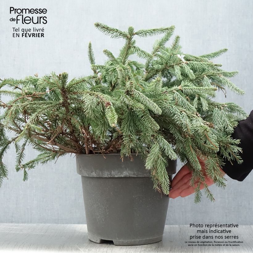 Spécimen de Épicéa commun - Picea abies Acrocona Pot de 3L/4L tel que livré en hiver
