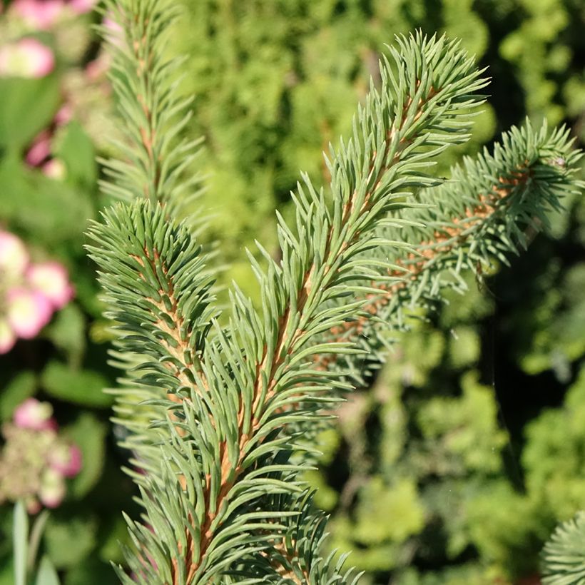 Epicéa commun - Picea abies Cranstonii (Feuillage)